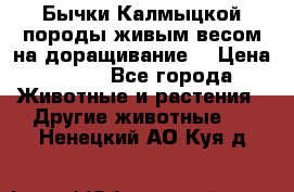 Бычки Калмыцкой породы живым весом на доращивание. › Цена ­ 135 - Все города Животные и растения » Другие животные   . Ненецкий АО,Куя д.